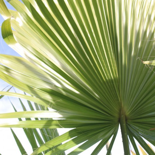 Mexican Fan Palm